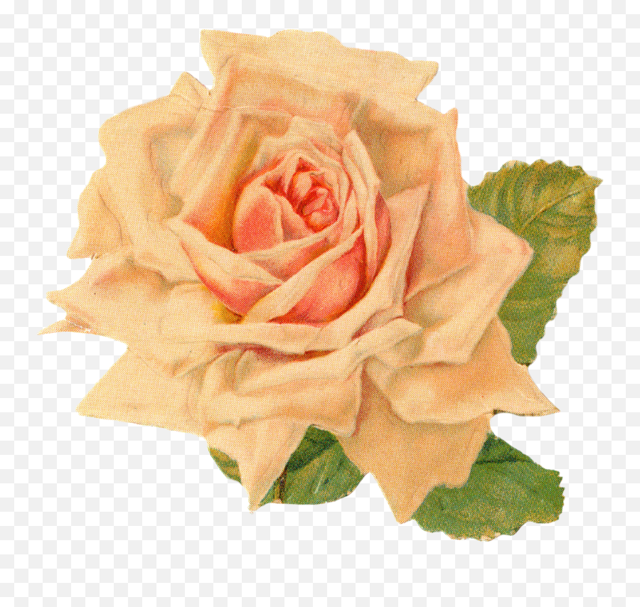 Free Photo Vintage Rose - Aroma Growing Rose Free Emoji,Vintage Flower Png