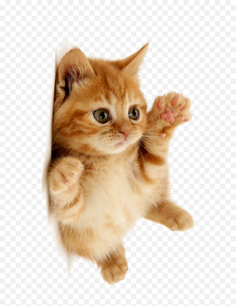 Download Little Pic Kitten Free Transparent Image Hd Hq Png Emoji,Cat With Transparent Background