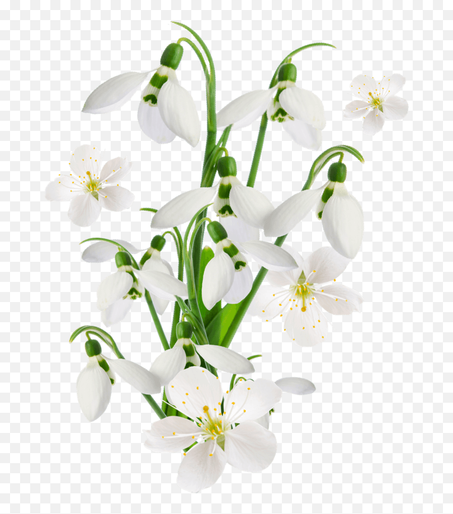 Specialist Fabric Refresher White Flowers Scent Astonish Emoji,White Flowers Transparent