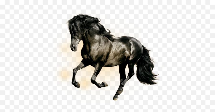 Arabian Horse Horses Black Display Resolution Wallpaper - Black Horse Png Emoji,Horse Png