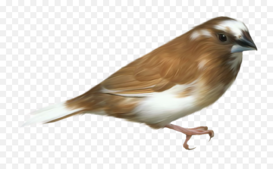 Free Transparent Bird Png - Bird Transparent Background Emoji,Bird Transparent Background