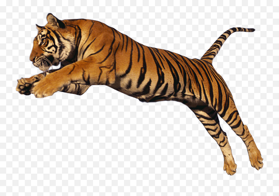 Tiger Png U0026 Free Tigerpng Transparent Images 245 - Pngio Tiger Png Emoji,Daniel Tiger Clipart