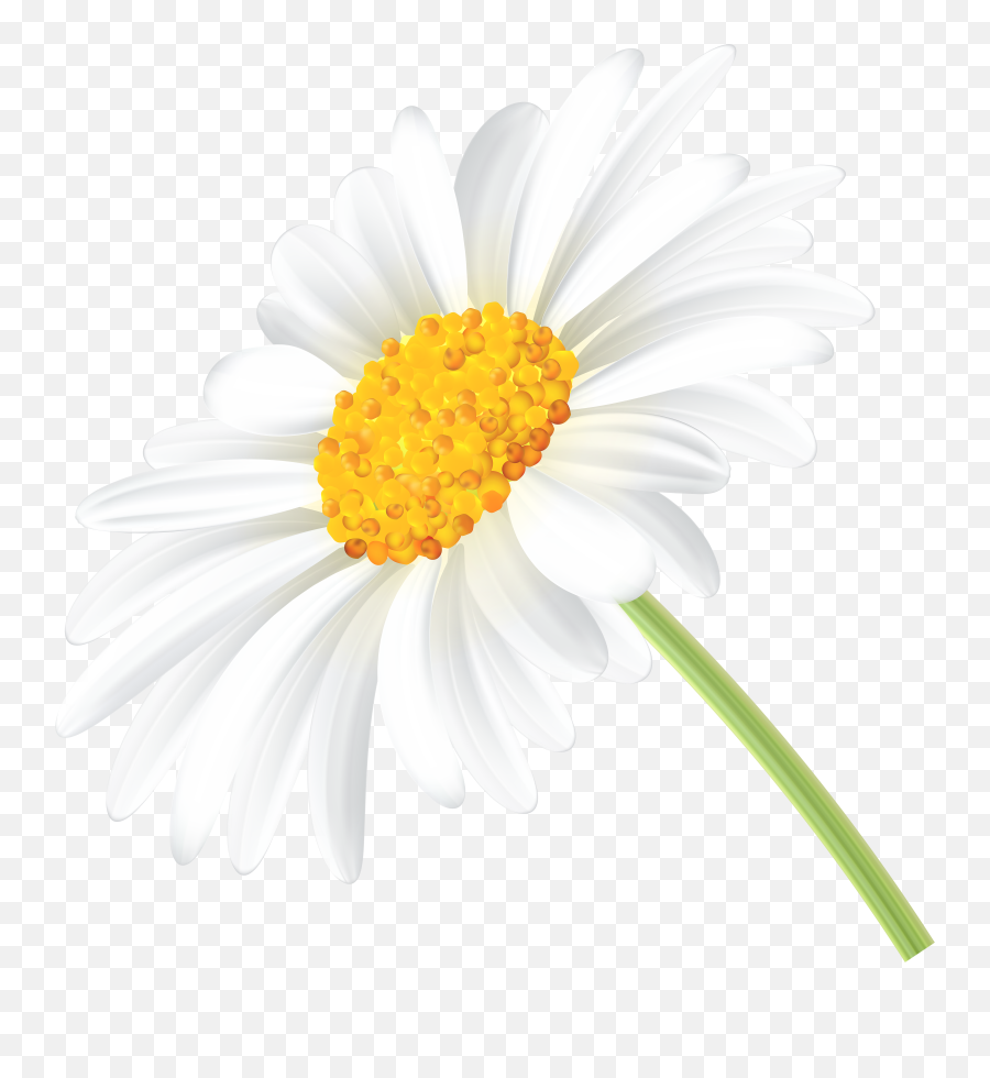 Daisy Png Png Image With No Background - Ox Eye Daisy Transparent Emoji,Daisy Png