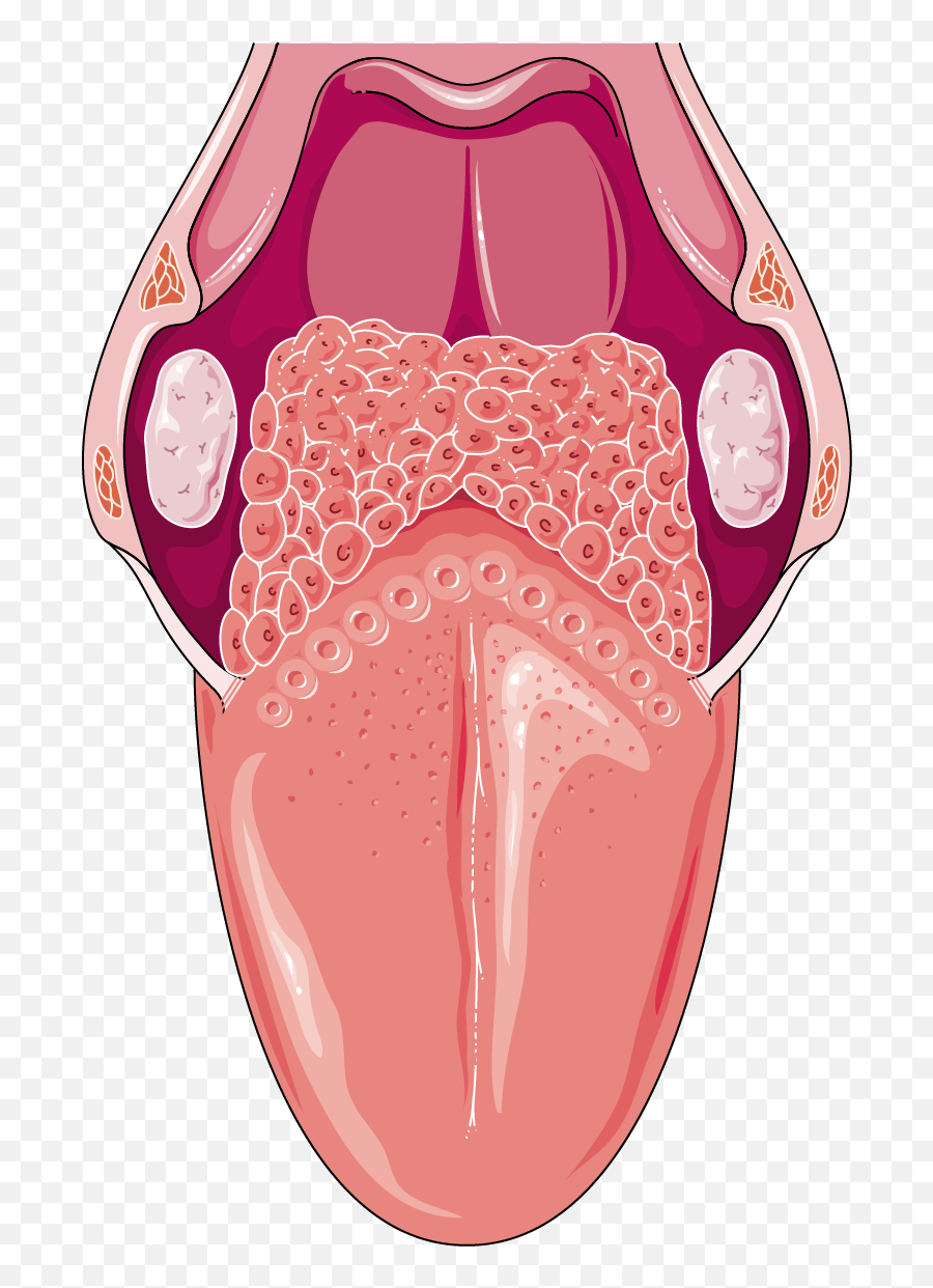 Tongue - Tongue Anatomy Png Transparent Cartoon Jingfm Does The Whole Tongue Look Like Emoji,Tongue Clipart