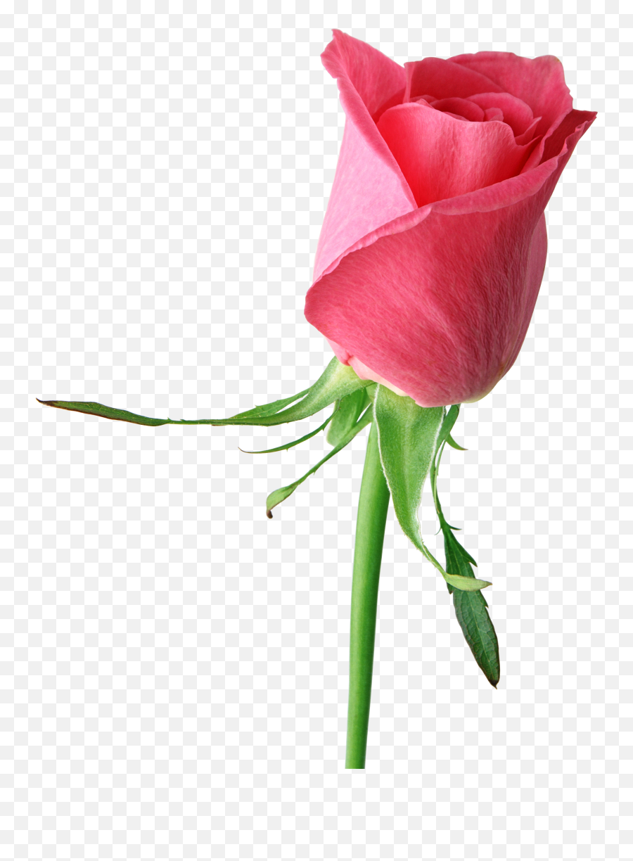 Clipart Chocolate Image Pink Rose Clipart Illustration - Flowers Single Rose Hd Emoji,Pink Flower Png