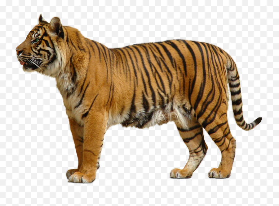 Clipart Tiger Indochinese Tiger - Tiger Transparent Tiger Png Emoji,Tiger Clipart
