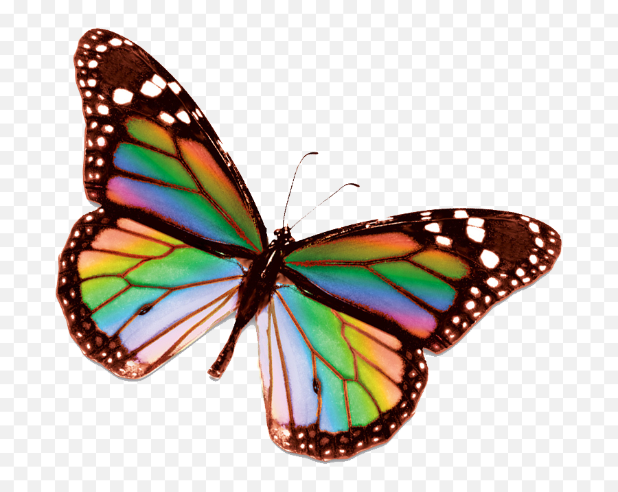 Flying Butterfly Png - Insects Clipart Colorful Flying Rainbow Butterfly Png Emoji,Insects Clipart
