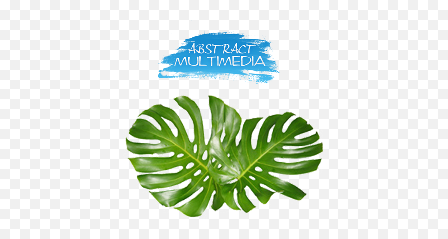 Monstera Leaves Png Image With No Emoji,Monstera Leaf Png