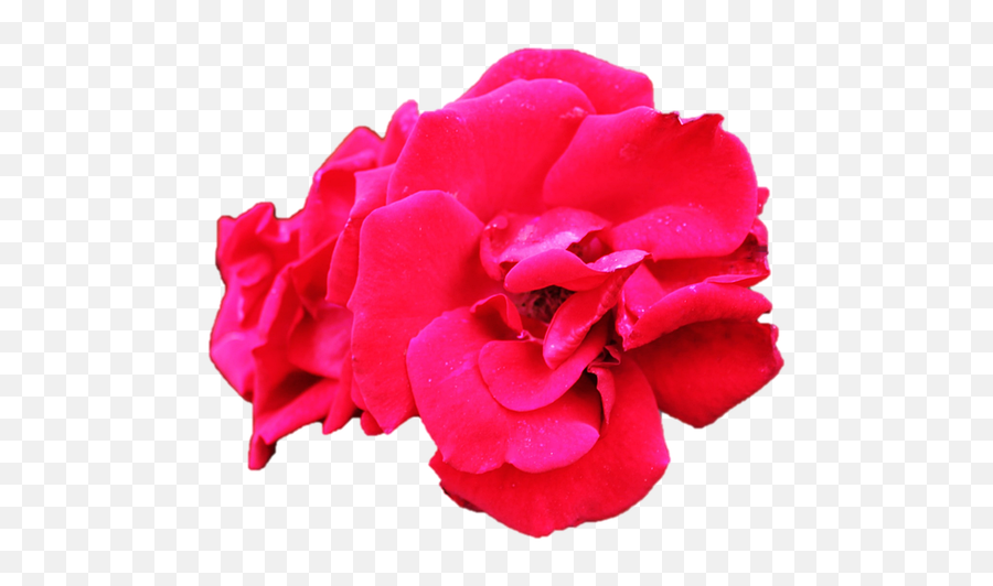 Rose Png Image Isolated - Free Image On Pixabay Emoji,Pink Rose Petals Png