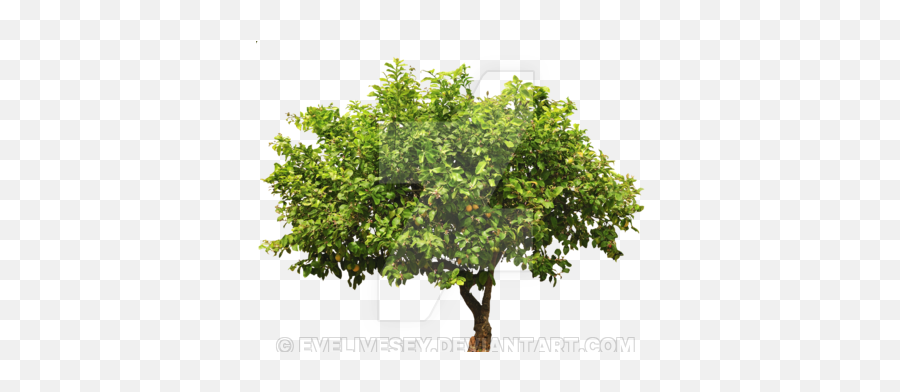 Download Lemon Tree Top Png - Lemon Tree Cut Out Full Size Emoji,Tree From Above Png