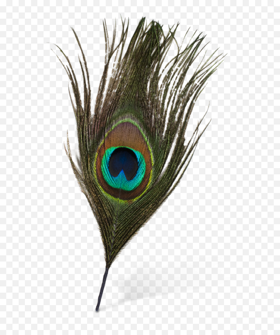 Feather Png Images Transparent Background Png Play Emoji,Peacock Feather Clipart