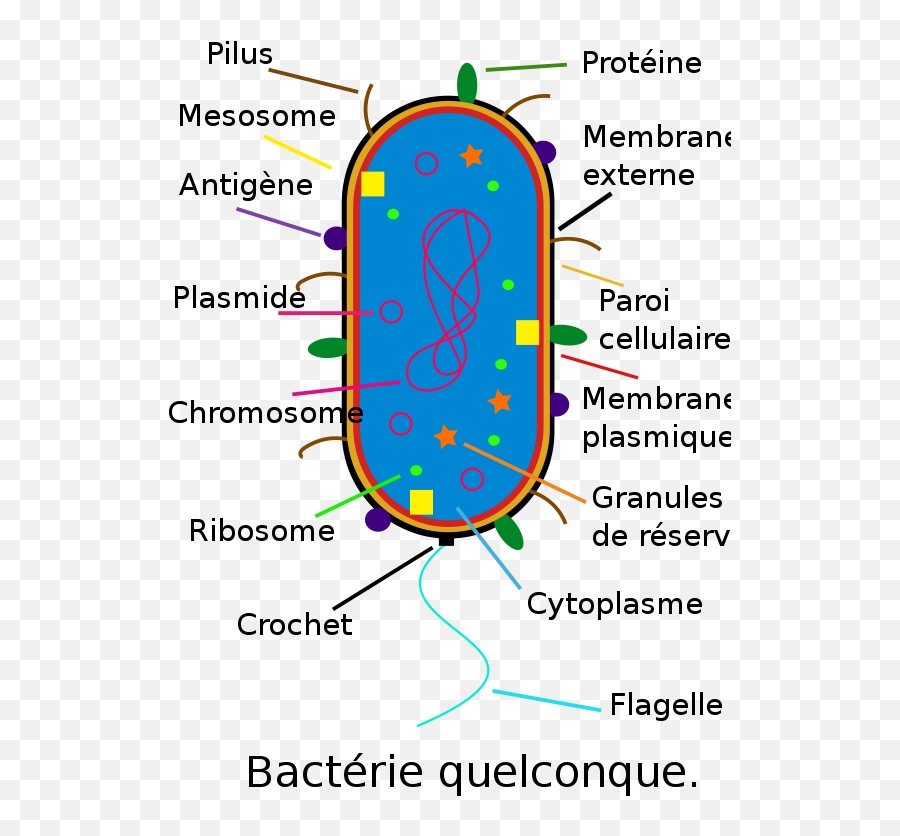 Bacteria - Bacteria Clipart Diagram Emoji,Bacteria Clipart