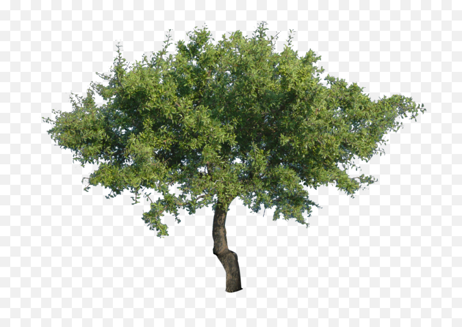 Tree Transparent Png Free Tree Transparent - Oak Tree Png Emoji,Tree Transparent