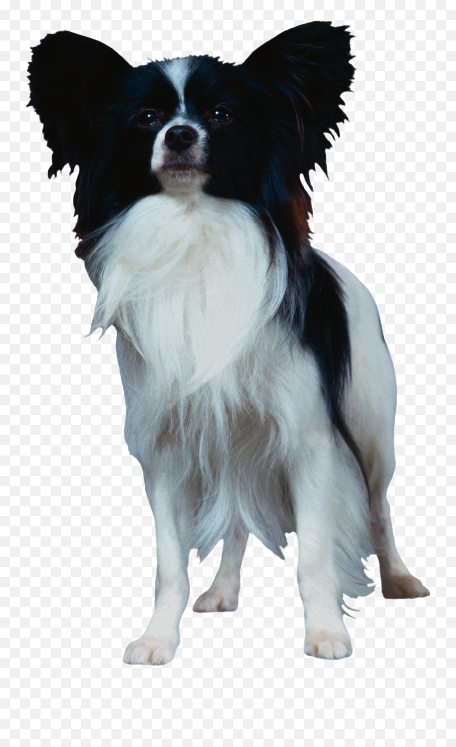 Dog Png Download Png Image With Transparent Background - Papillon Dog Png Emoji,Dog Transparent Background