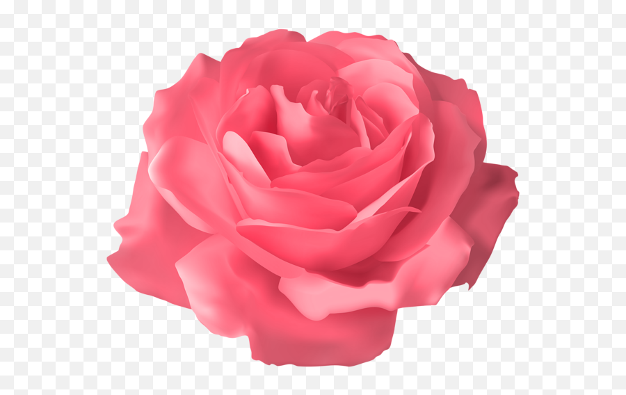 Rose Png - Fresh Emoji,Pink Flower Png