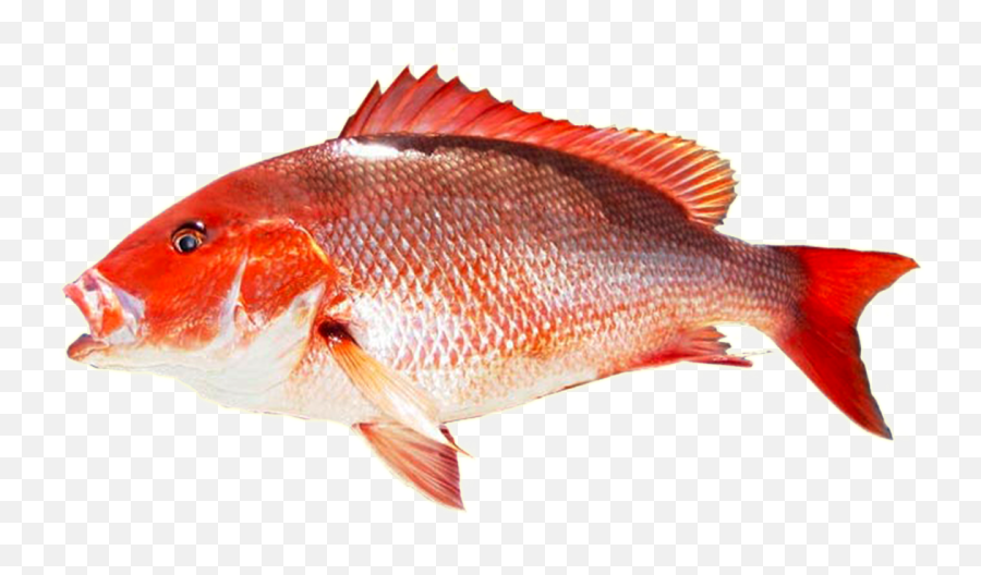 Red Lightsaber Png - Transparent Tilapia Fish Png Emoji,Red Lightsaber Png