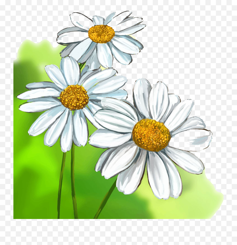 Png Black And White Stock Chrysanthemums Drawing Aster Emoji,Black And White Daisy Clipart