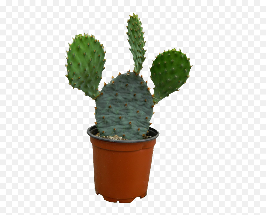 Cactus Png Transparent Background Free - Portable Network Graphics Emoji,Cactus Png