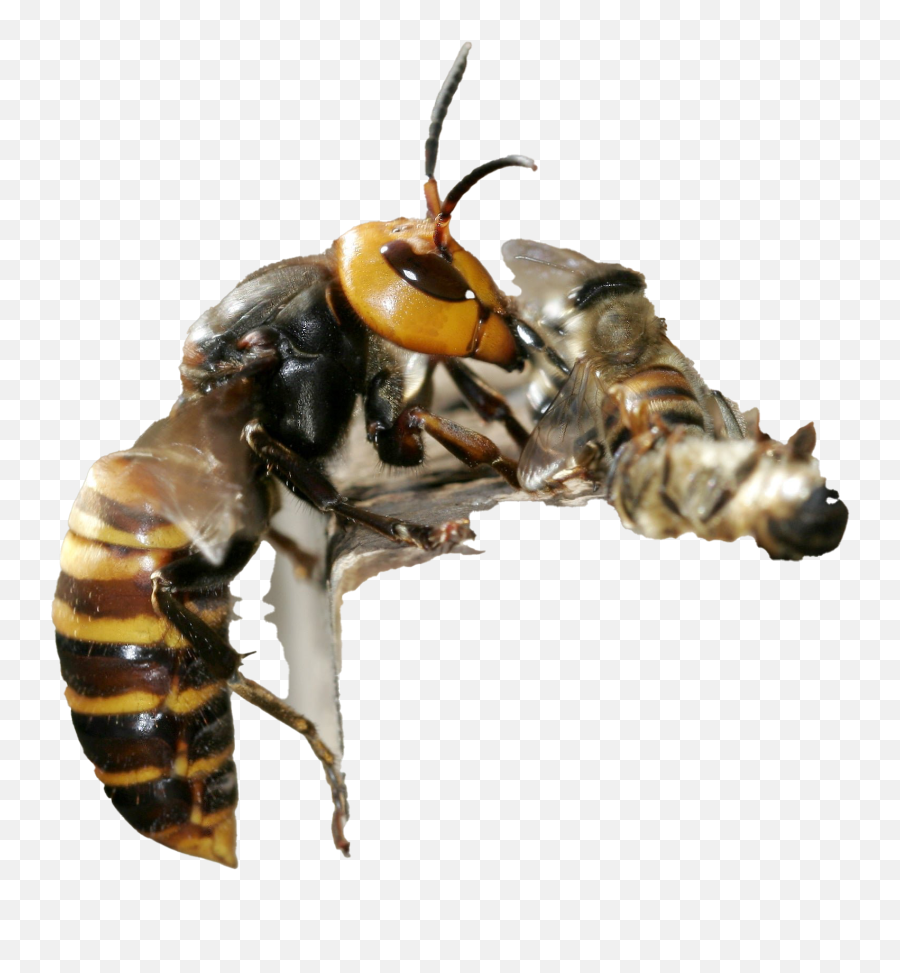 Murder Hornet Png Clipart - Background Transparent Wasp Png Emoji,Hornet Clipart
