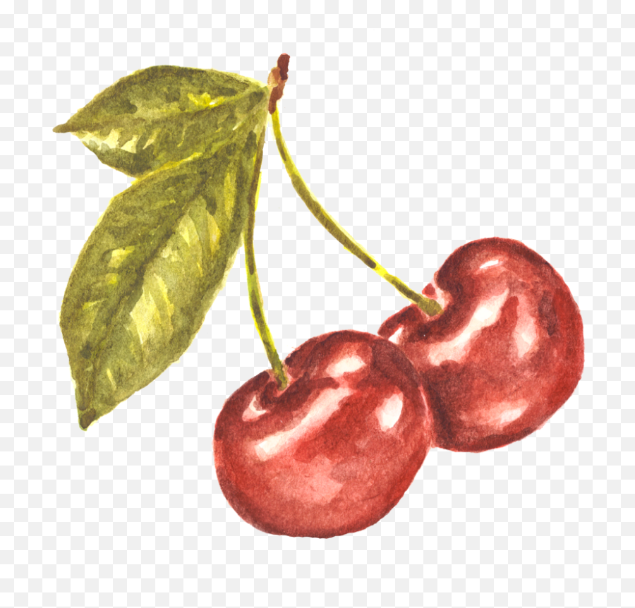 Watercolor Cherries Png Image With No - Transparent Cherry Watercolor Png Emoji,Cherries Png