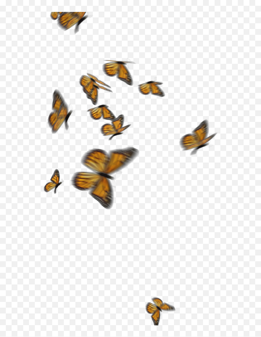 Monarch Butterflies 1 - Butterfly Png Flying Video Emoji,Monarch Butterfly Png
