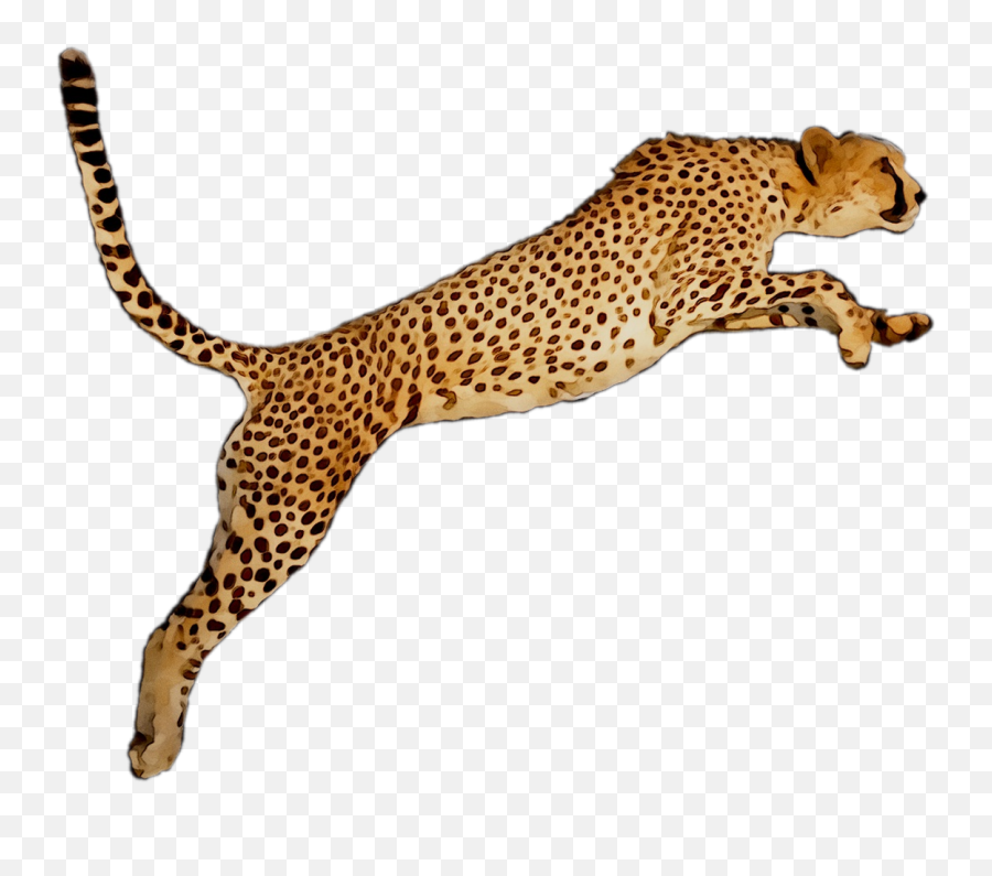 Download Portable Wallpaper Leopard - Cheetah Clipart Emoji,Cheetah Clipart