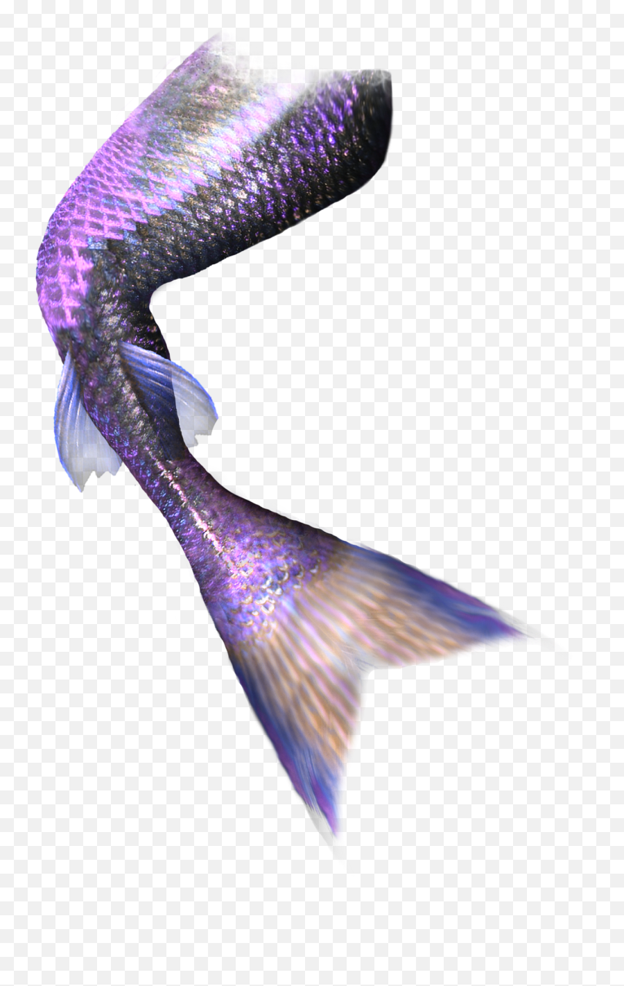 Pretty Purple Mermaid Tail Png Download - Transparent Background Realistic Mermaid Tail Transparent Emoji,Mermaid Tail Png
