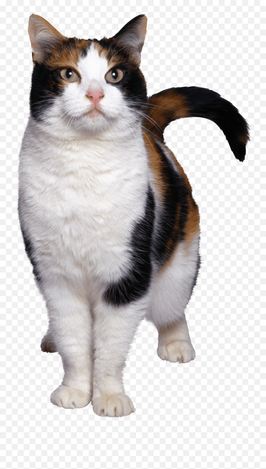 40 Cat Png Image Download Picture Kitten - Calico Cat Transparent Background Emoji,Kitten Png