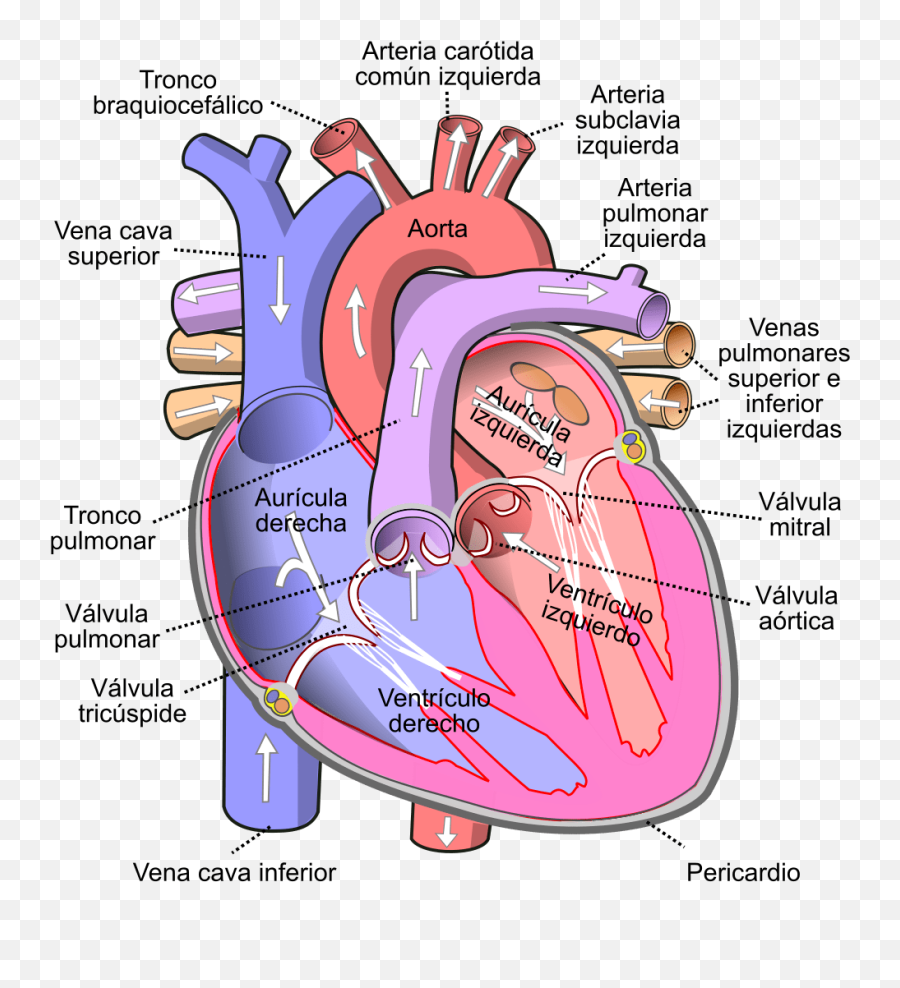 Real Heart - Heart English Emoji,Real Heart Png