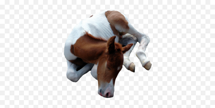 Baby Horse Png Transparent Images U2013 Free Png Images Vector - American Paint Horse Emoji,Horse Png