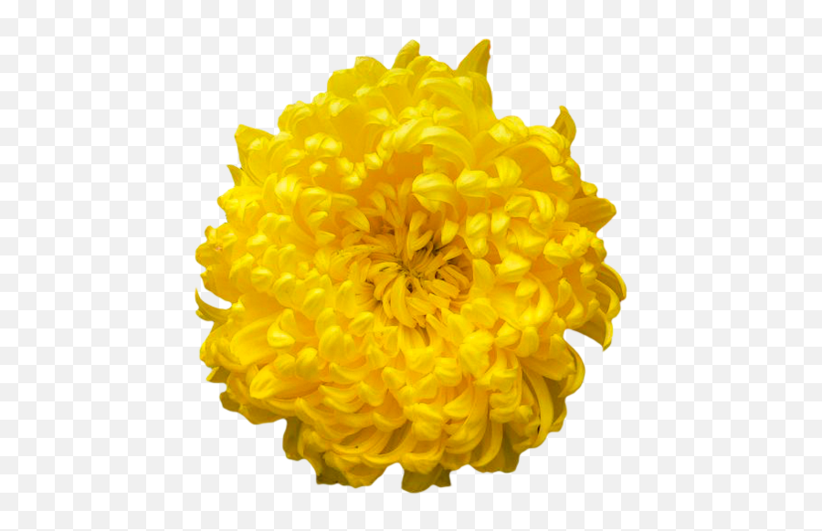 An Entry From Transparent Flowers - Chrysanthemum Emoji,Tumblr Flowers Transparent