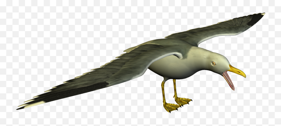 Free Seagull Cliparts Png Images - Seagulls Transparent Png Emoji,Seagull Clipart