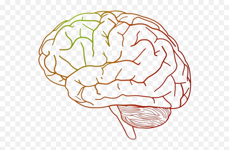 Brain Png Transparent Clipart For - Brain Graphic Emoji,Brain Clipart Transparent