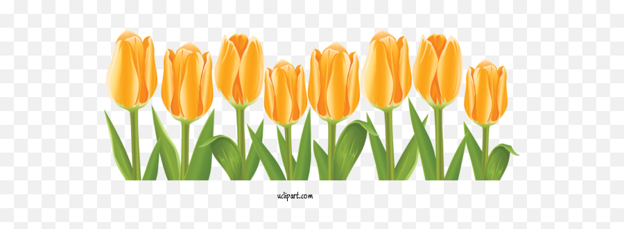 Flowers Tulip Flower Drawing For Flower Clipart - Flower Emoji,Iris Flower Clipart