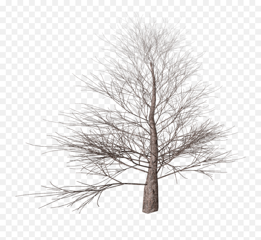 Winter Tree Transparent Png - Winter Tree Transparent Emoji,Tree Transparent
