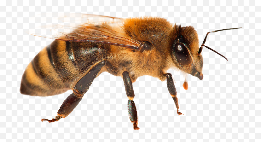 Animal Facts - Bees Safe Animal Squad Together We Can Shutterstock Bee Emoji,Bee Transparent