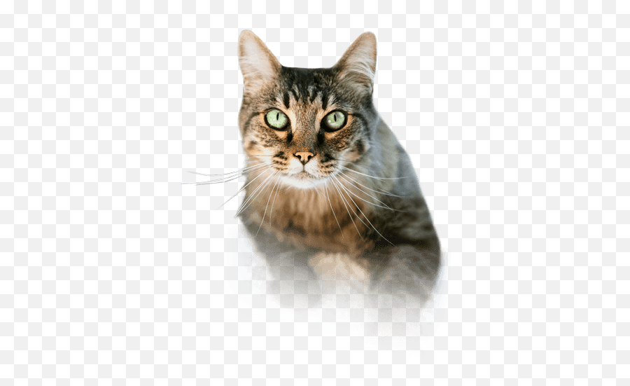 Scarry Cat Png Transparent Background Free Download 40373 Emoji,Cat With Transparent Background