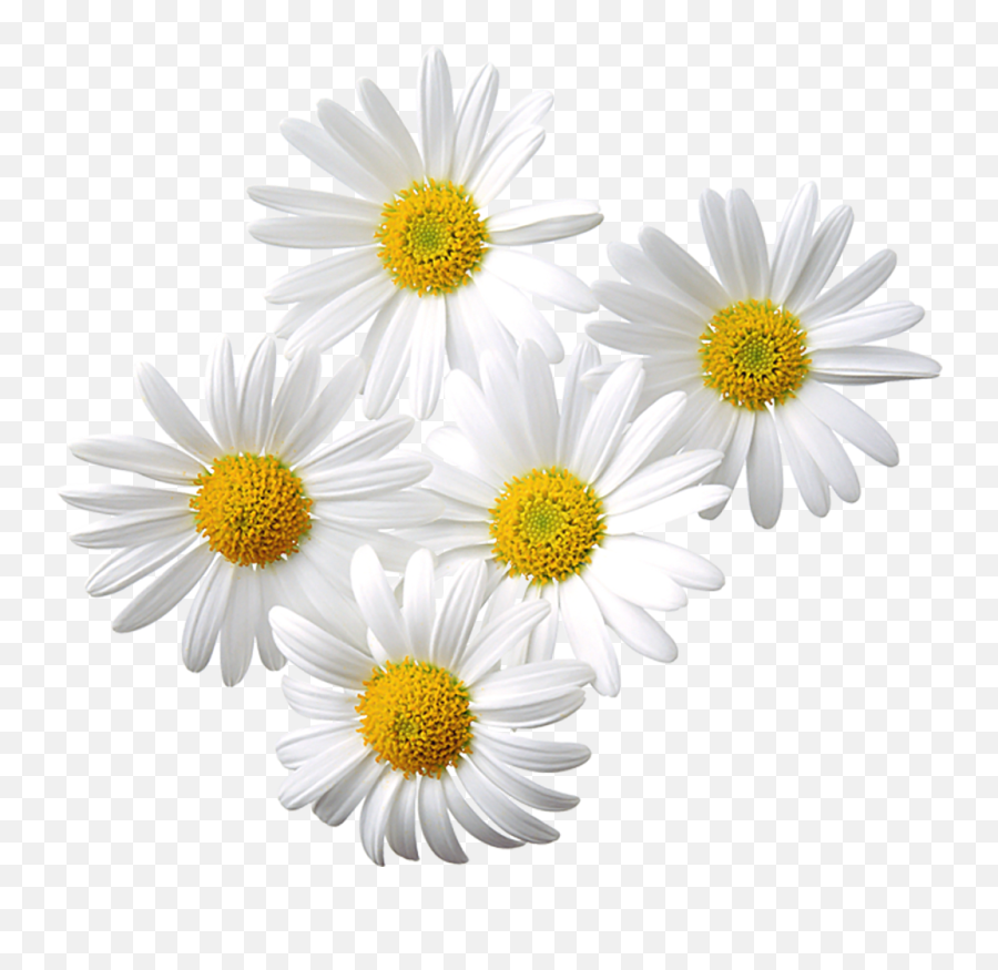 Free Daisy Png Download Free Clip Art - Transparent Daisies Emoji,Daisy Png