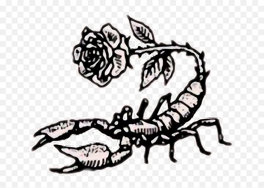 Tumblr Rose Rock Scorpion - Scorpio Wallpaper For Iphone Scorpion Drawing Emoji,Scorpion Clipart
