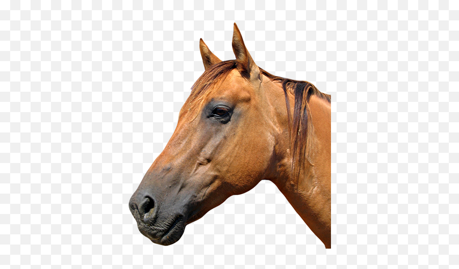 Download Horse Head Logo Png - Horse Head Transparent Emoji,Horse Head Png