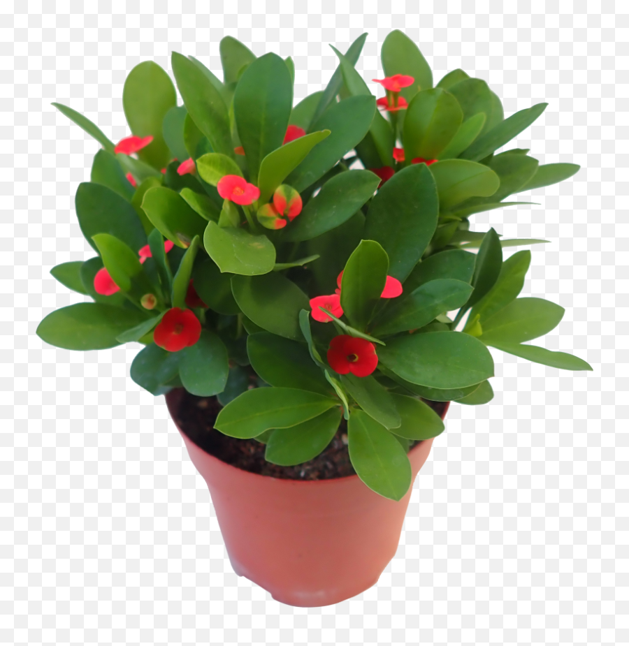 Download Crown Of Thorns Plant Png Graphic Library Download - Crown Of Thorns Plant Png Emoji,Crown Of Thorns Png
