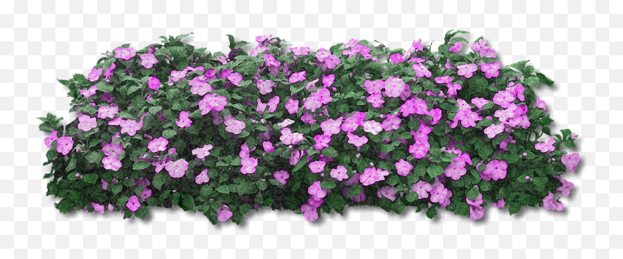 Flowers Purple Purple Flower Png Emoji,Purple Flowers Png