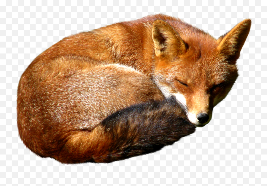 Red Fox Png Download Image - Fox Animal Transparent Background Emoji,Fox Png
