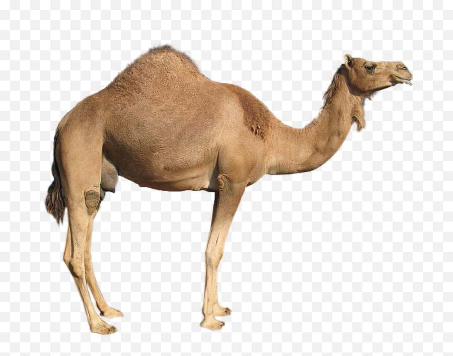 Camel - Camel Png Emoji,Camel Clipart