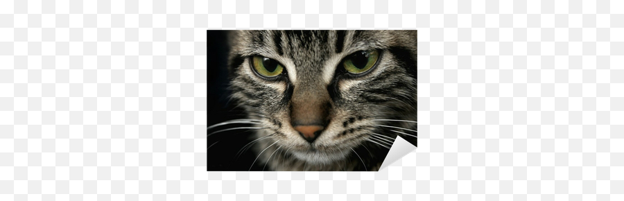Cat Face Sticker U2022 Pixers - We Live To Change Domestic Cat Emoji,Cat Face Png