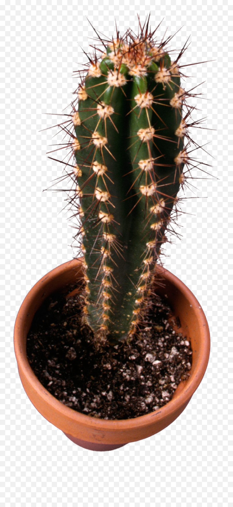 Cactus Png Image - Cactus Espinoso Emoji,Cactus Png