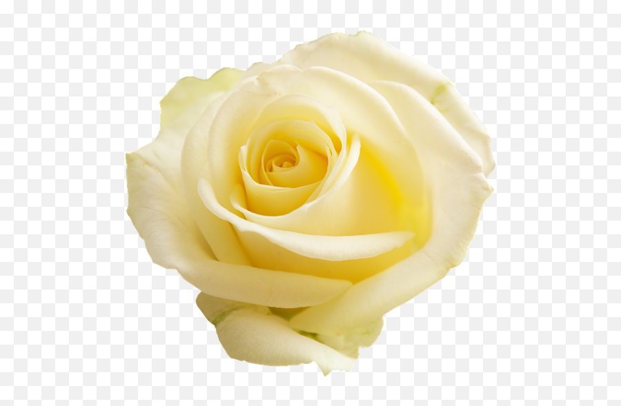 Free Photo Rose Transparent Background Flowers Flower Apg Emoji,White Rose Transparent