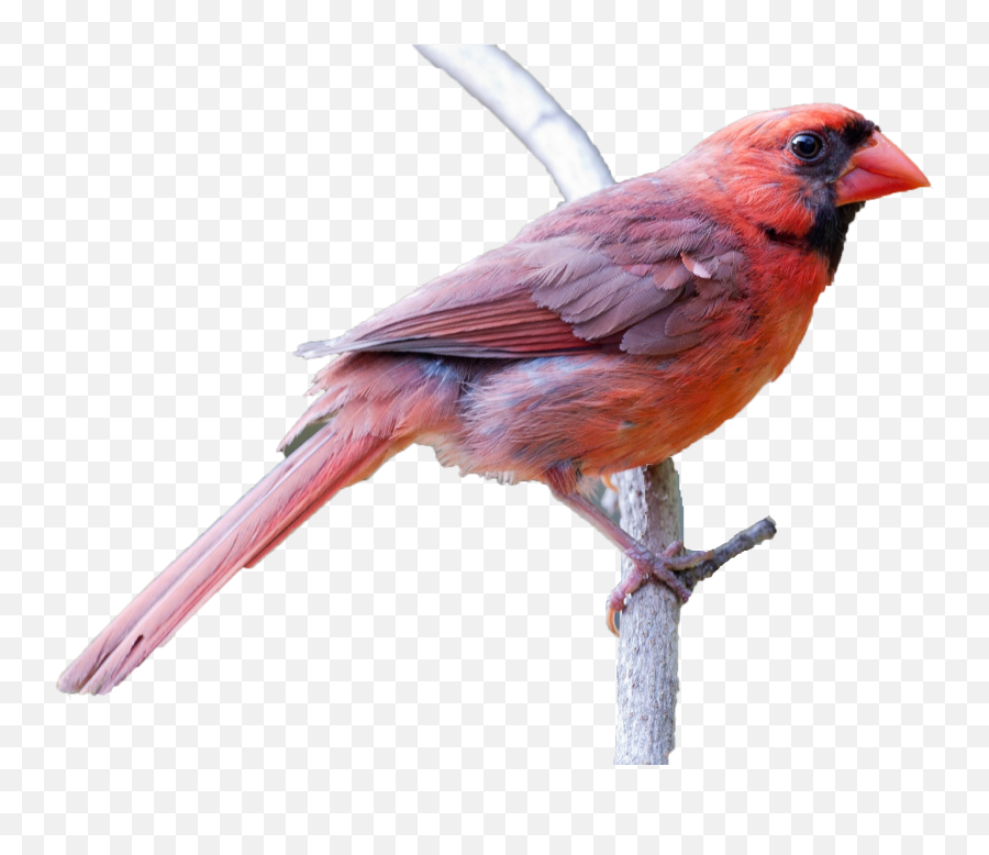 Northern Cardinal Transparent Cartoon - Jingfm Northern Cardinal Emoji,Cardinal Clipart