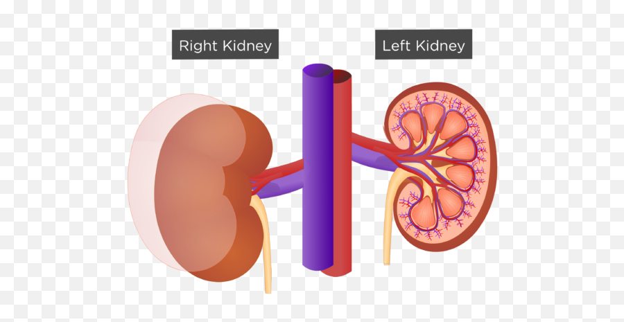 Kidney Clipart Kidney Shape Kidney - Kidney External Structure Emoji,Kidney Clipart