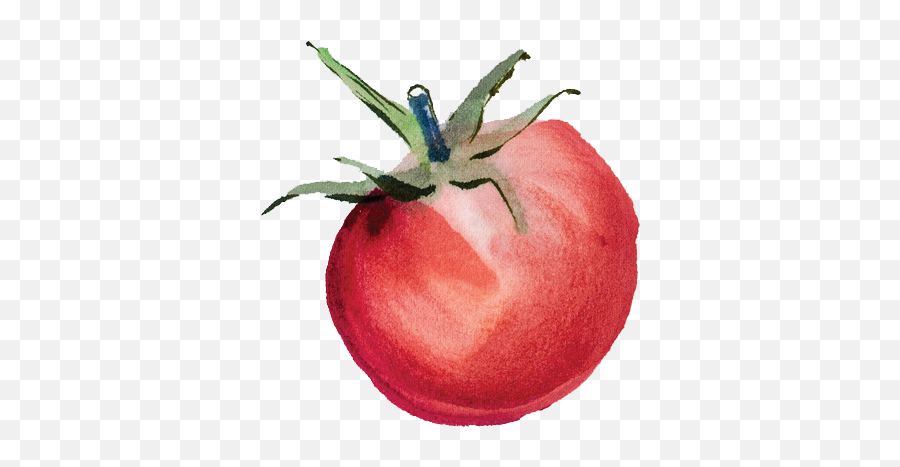 Tomato Single Watercolor Is 5203689942 Seaside Grown - Watercolor Tomato Transparent Emoji,Transparent Watercolor
